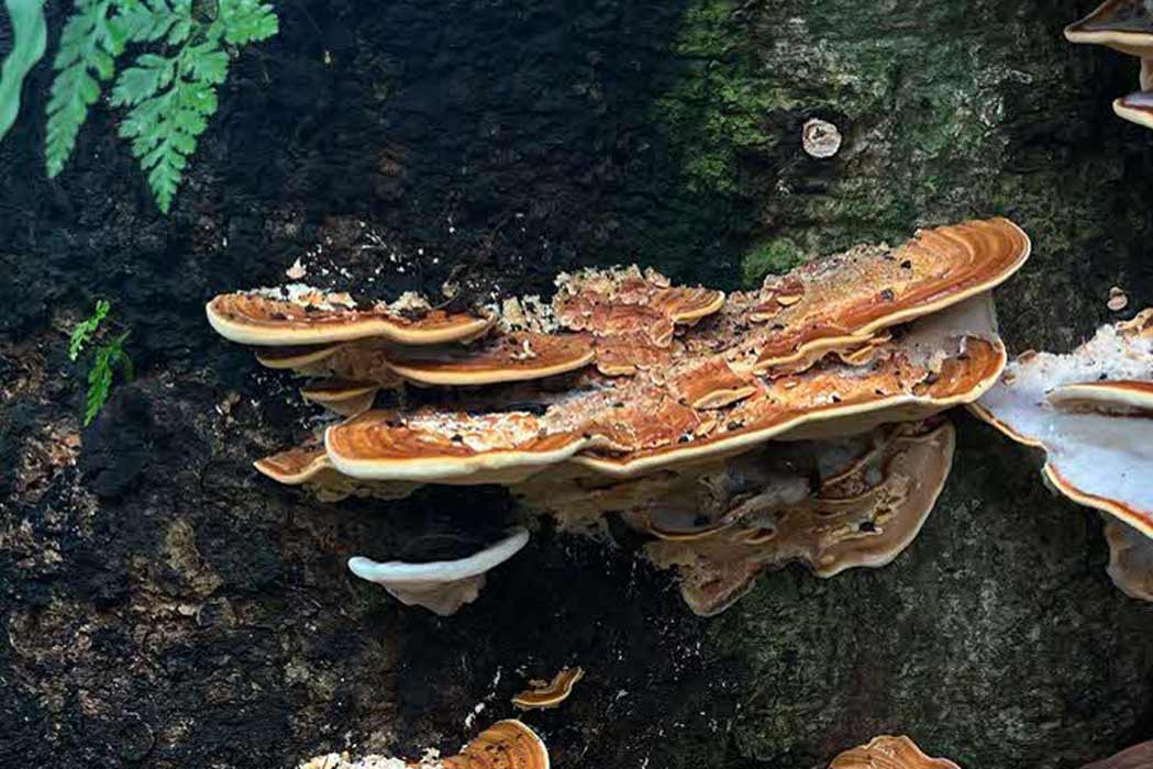 Identifying Pathogenic Fungi to Protect Mature Trees