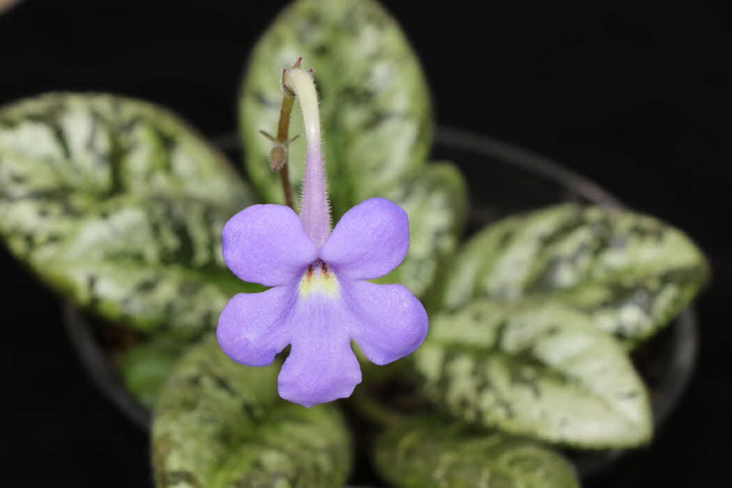 Gesneriaceae Treasures - Vietnam’s Newest Finds