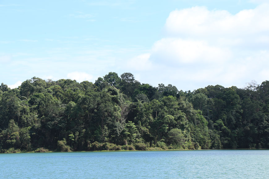 Rediscovery of Singapore Natives