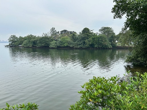 The effect of pollen travel on genetic mixing of Ficus superba populations in Singapore