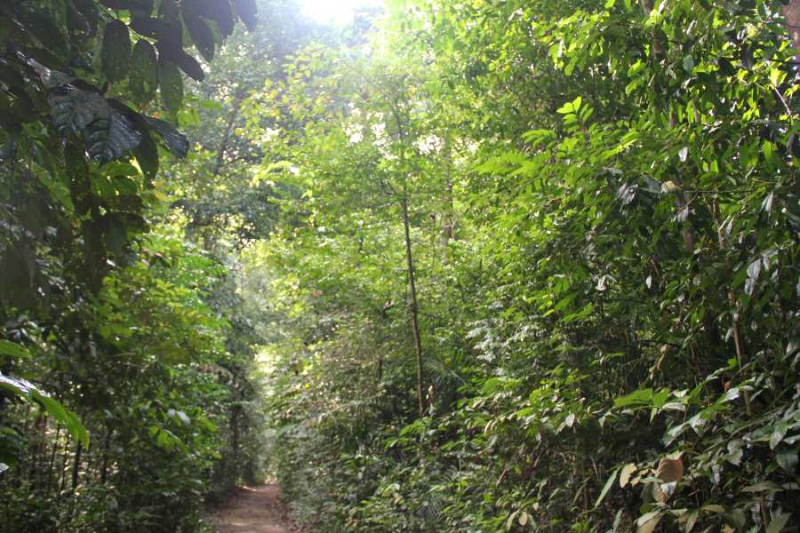 Discovery of 2 new plant species at Fraser’s Hill, Peninsular Malaysia