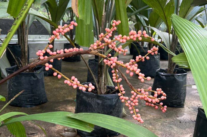 How colour changes in Licuala ferruginea fruit signal bird dispersal strategy