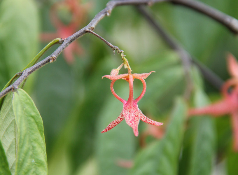 Rethinking Plant Genera Lessons from Annonaceae and Rubiaceae