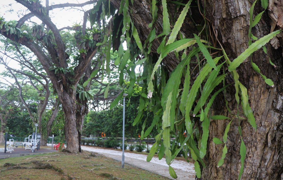New Cacti in Flora of Singapore
