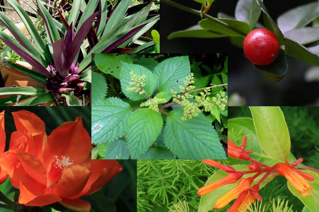 Additions to the Flora of Singapore
