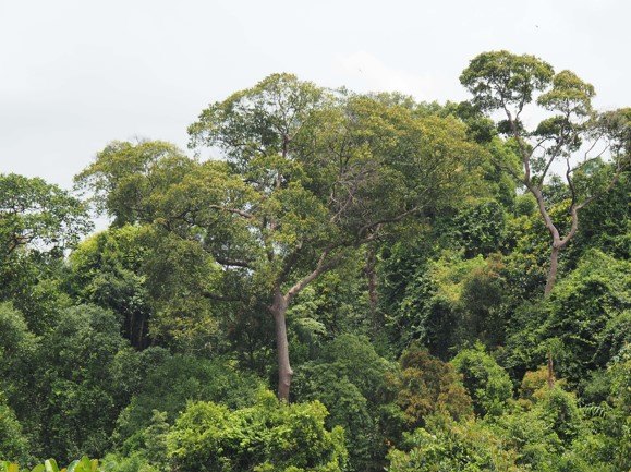 Biodiversity in Pulau Ubin