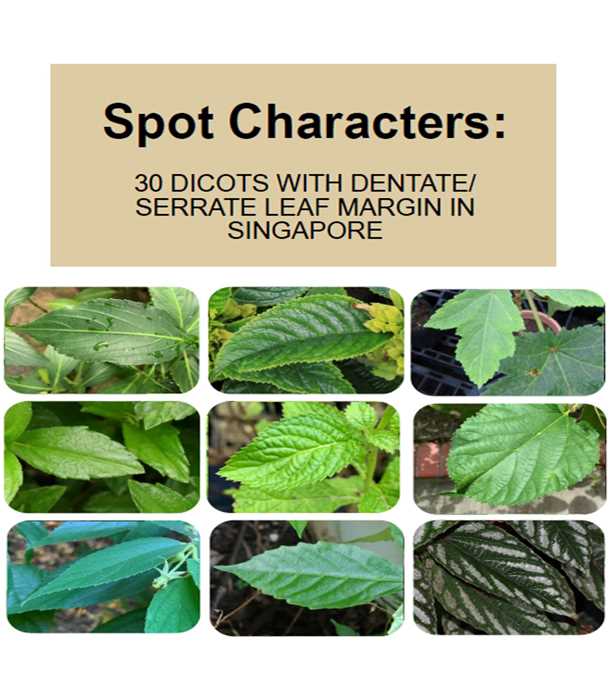 30 dicots with dentate and serrate leaf margin in singapore