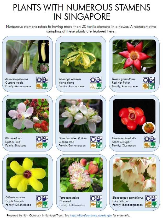Numerous Stamens pic