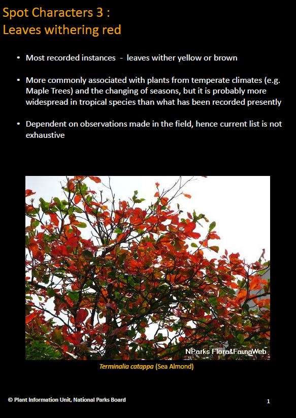 Spot characters 3_Leaves withering red Pic