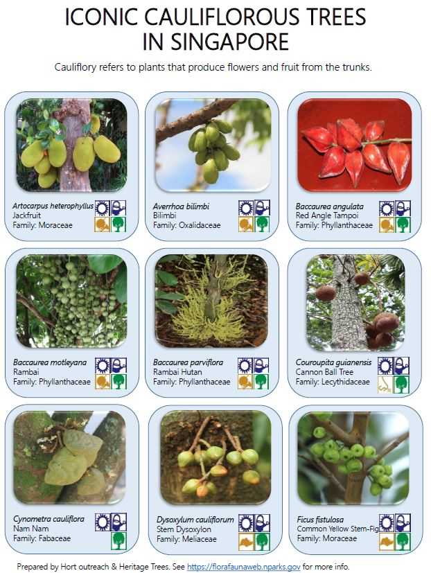 Iconic Cauliflorous Trees In Singapore