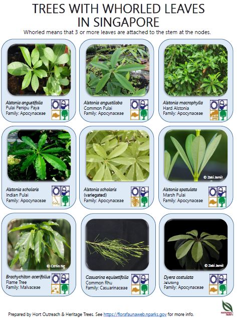 Whorled Leaves Pic