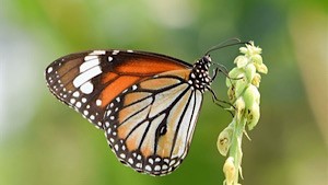 Common Tiger Butterfly