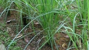Lemongrass