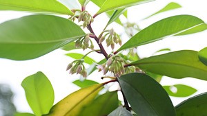 Native coastal forest trees