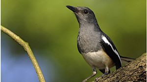 Oriental Magpie Robin
