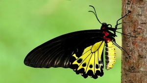Common Birdwing