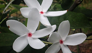 Festival of Biodiversity