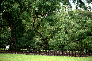 Heritage Trees