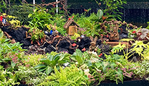 Singapore Garden Festival