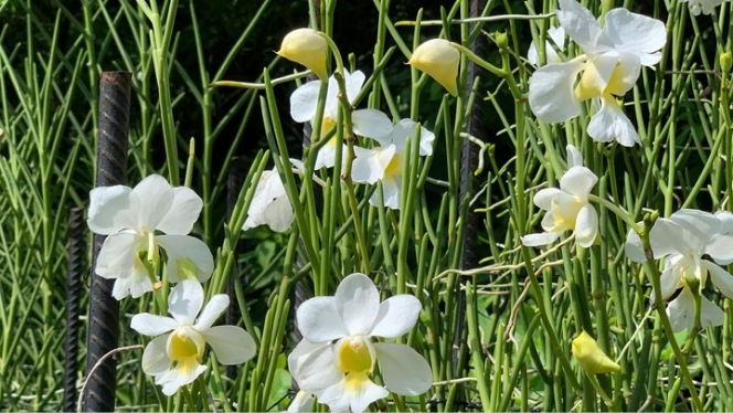 White Venda orchids in the garden