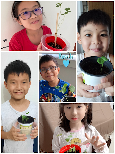 Collage children plants