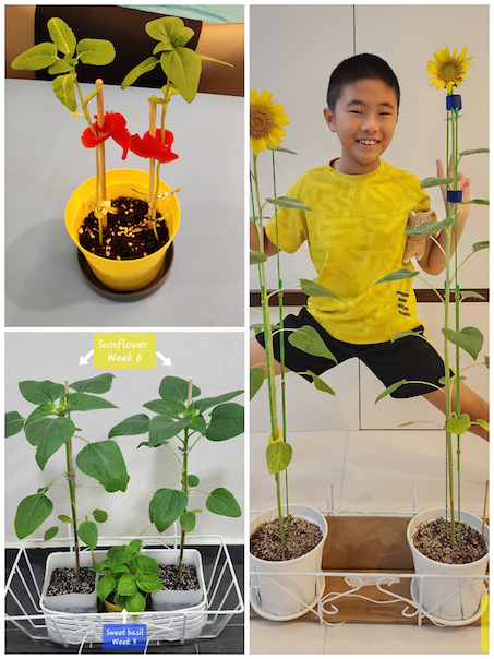 Collage healthy plants