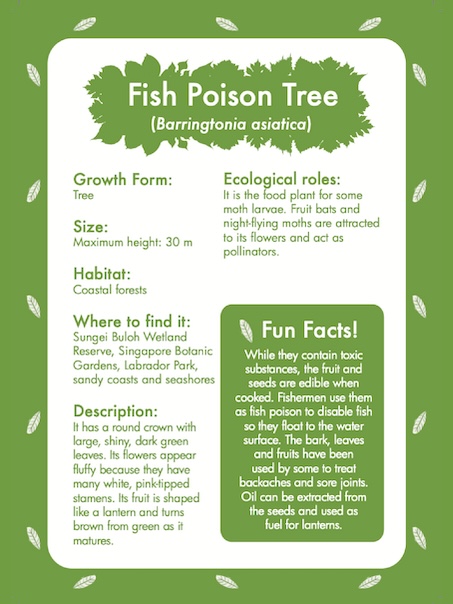 Picture word cards' back