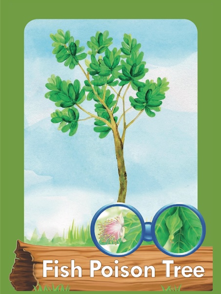 Picture word cards' front