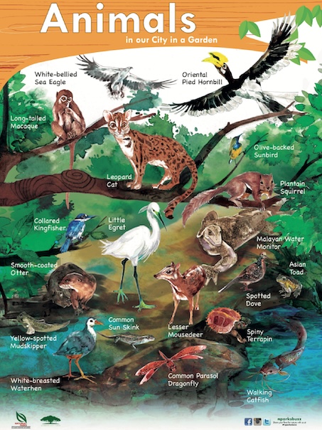 Singapore Biodiversity animal poster