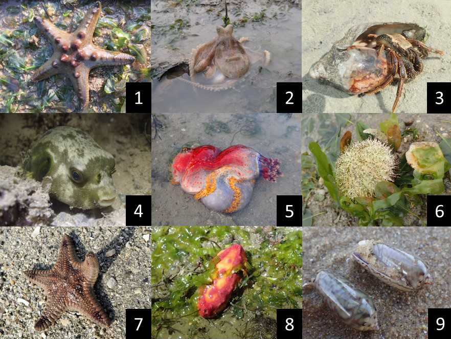 Images of animals that can be found in the intertidal zone