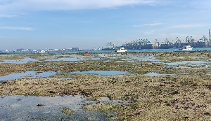 Integrated urban coastal management