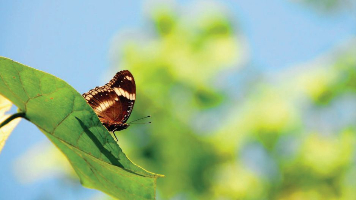 Singapore’s National Biodiversity Strategy and Action Plan