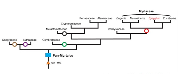 Myrtales