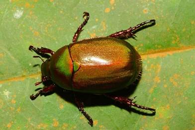 A metallic green scarab beetle (Anomala sp. aff. matricula, a new species) resting on a green leaf.