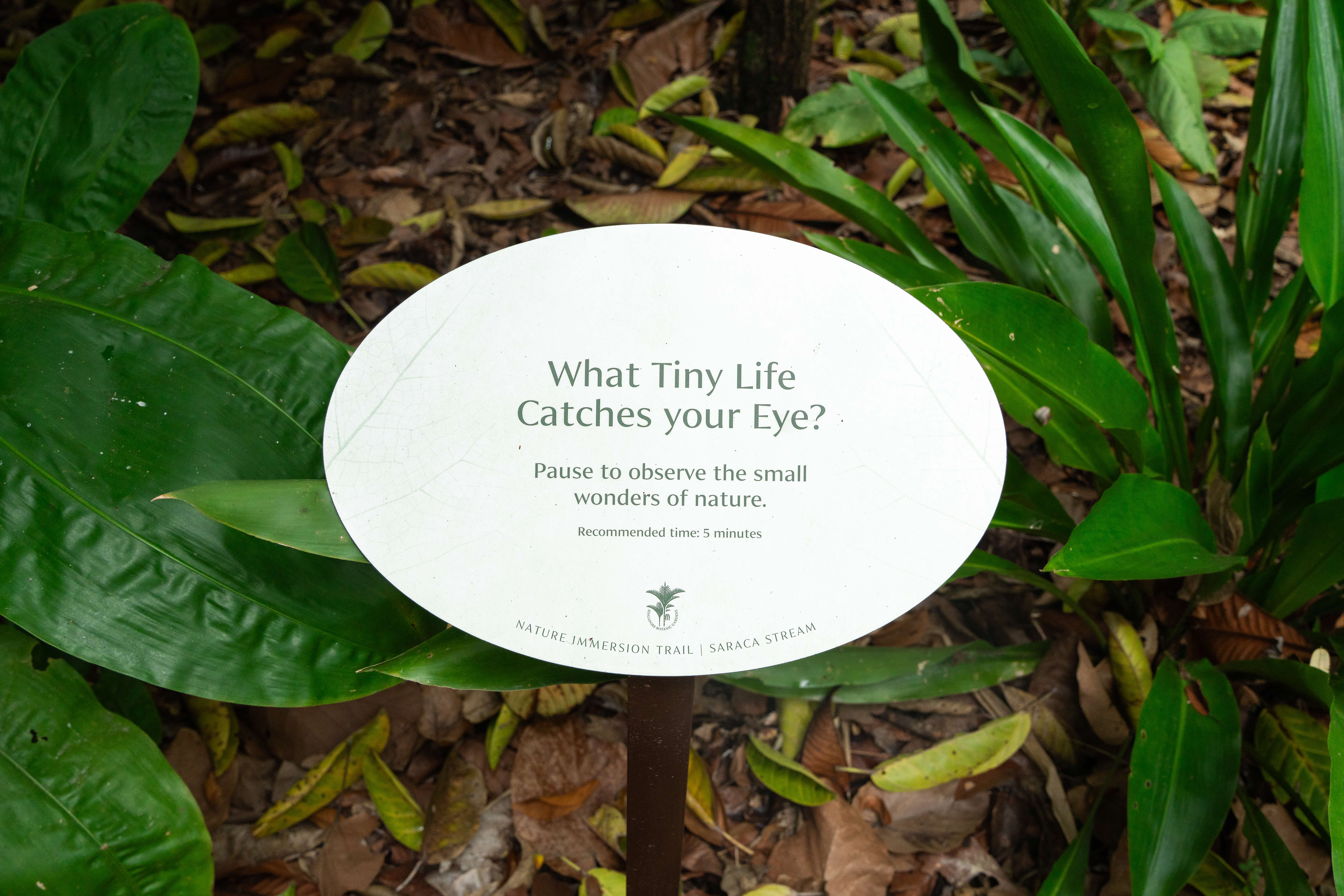 What Tiny Life Catches Your Eye? signboard encouraging visitors to pause and observe small wonders of nature for 5 minutes