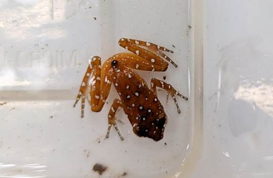 A Cryptic Painted Frog with orange-brown colouring and white spots, held inside a clear plastic container