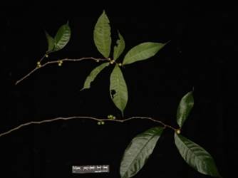 A branch of Ficus subulata with elongated green leaves and small fruit buds, photographed against a dark background with a scale bar.