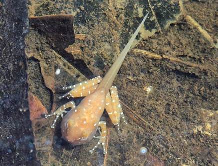 A small orange-brown froglet of the Cryptic Painted Frog with white spots and a visible tail, resting on a dark, damp surface.