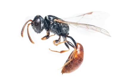 A black and brown parasitoid wasp (Psenulus yoshimotoi) in side profile against a white background.