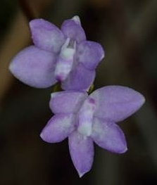 Two purple orchid flowers with white centres from the Thrixspermum amplexicaule species, photographed against a dark background