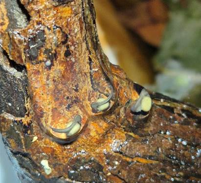 Close-up of developing embryos of the Cryptic Painted Frog attached to a rough, rust-coloured surface.