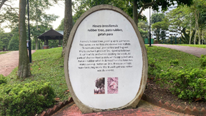 Nutmeg and rubber seed informative signages