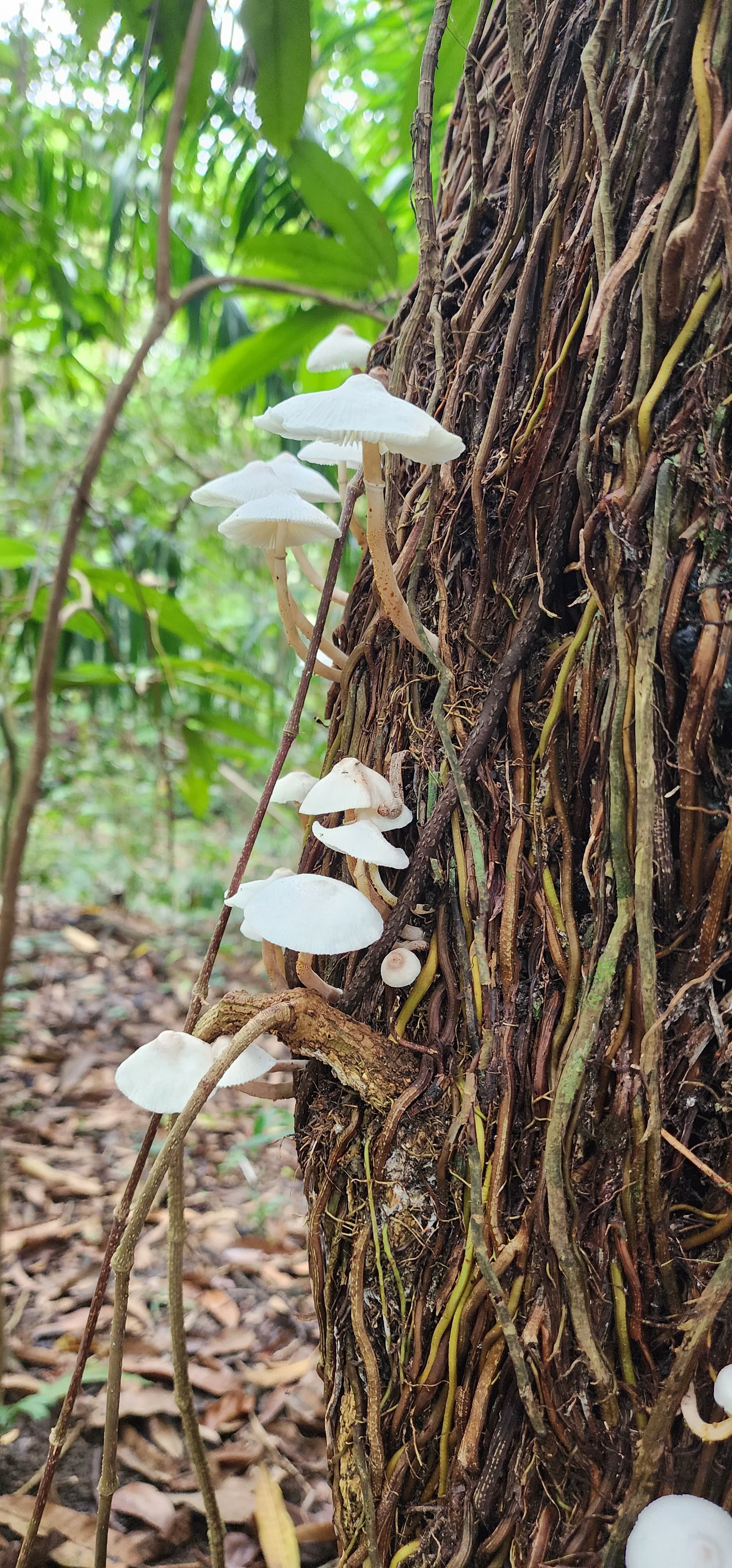 park detail carousel