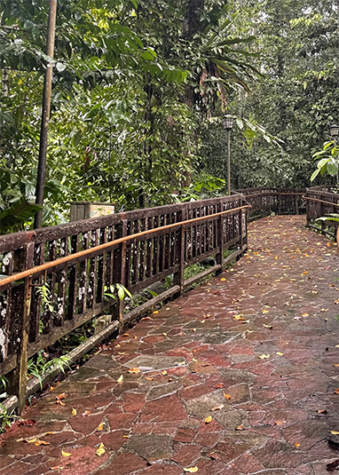 Bukit Timah Nature Reserve