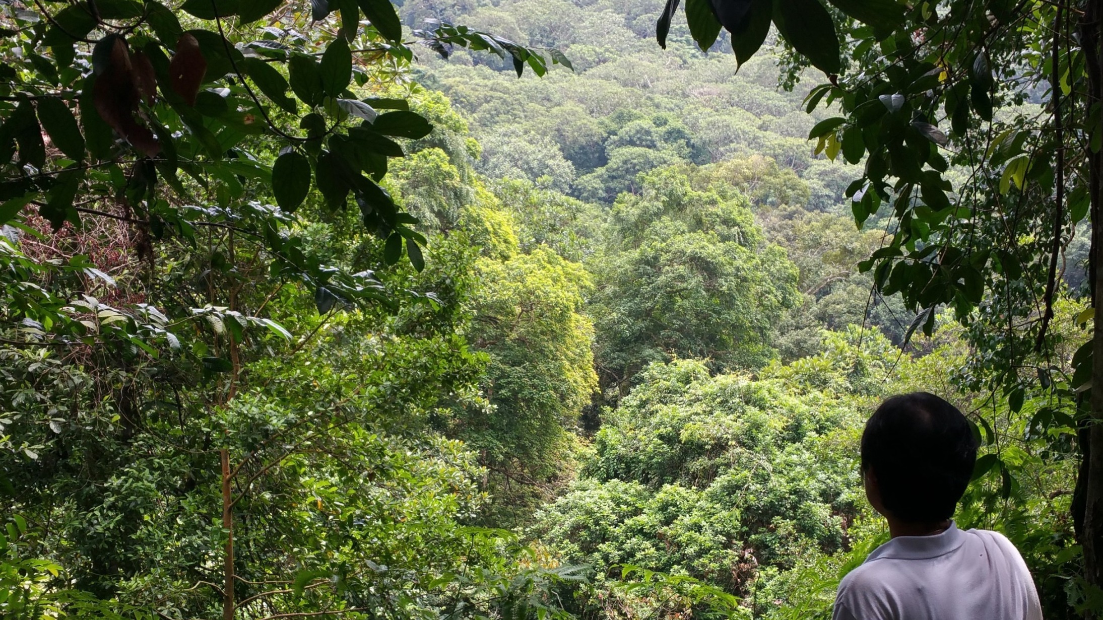 Undisturbed tropical forest