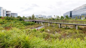 Detention Pond and Boardwalk