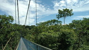 Image 11: TreeTop Walk