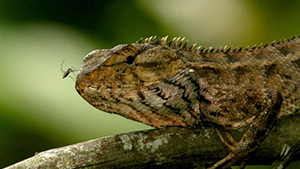 Changeable Lizard