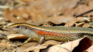Common Sun Skink