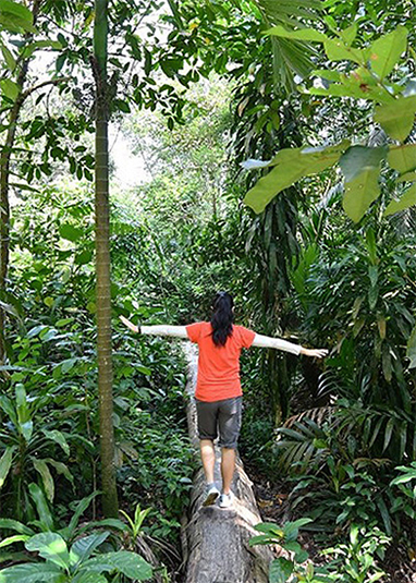 Chestnut Nature Park